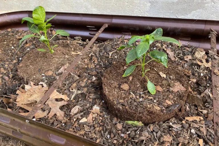 Can You Put Bark or Mulch in the Bottom of a Raised Bed?