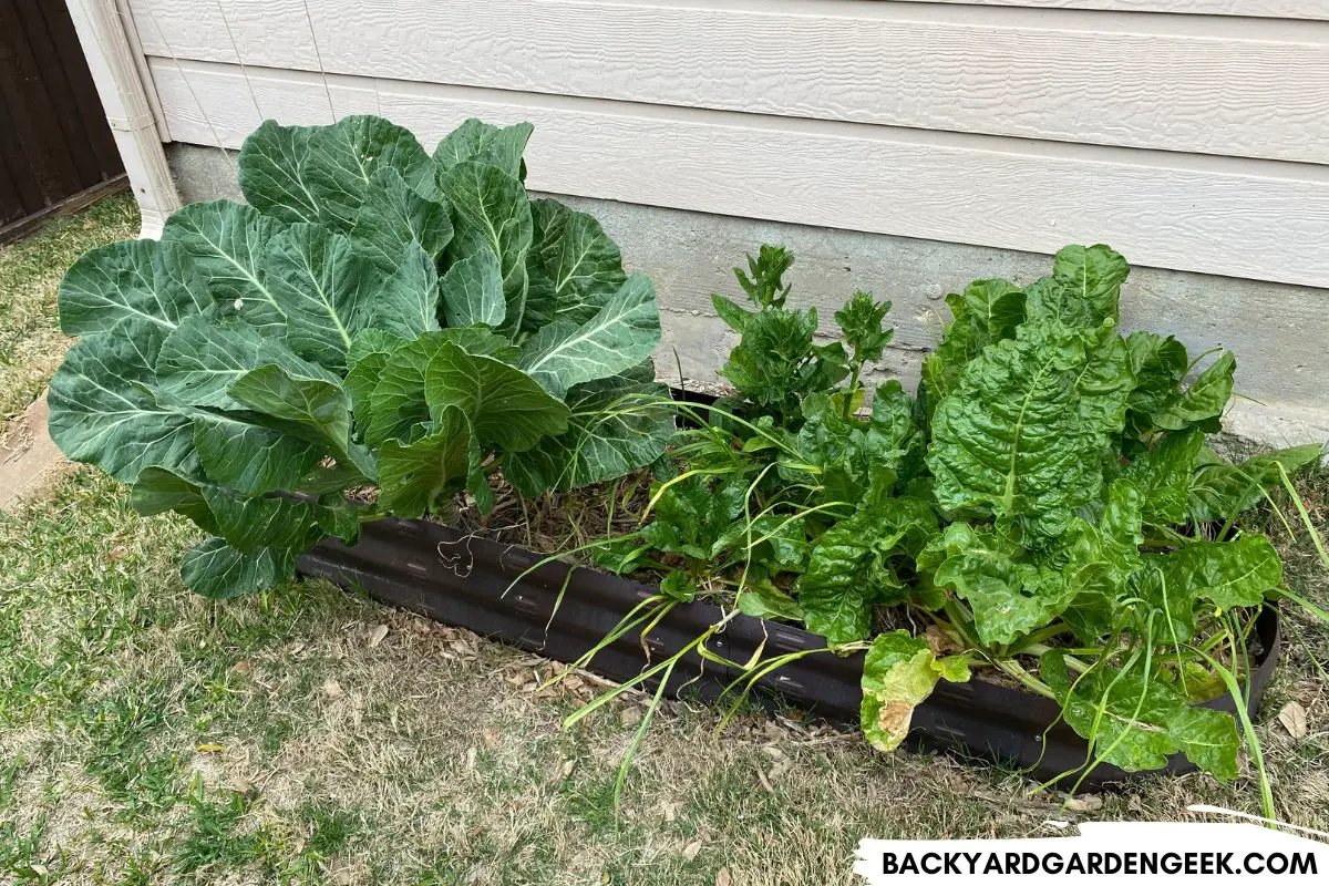 Raised Garden Beds With Collards and Chard Plants