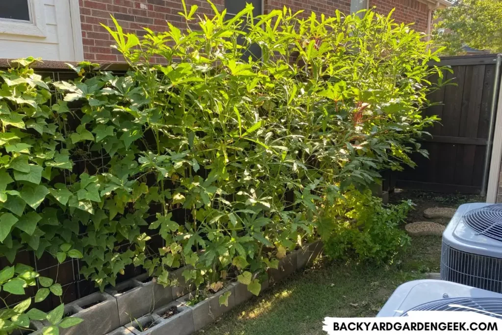 Cinder Block Raised Bed With Okra and Cucumber Plants in Partial Sunlight