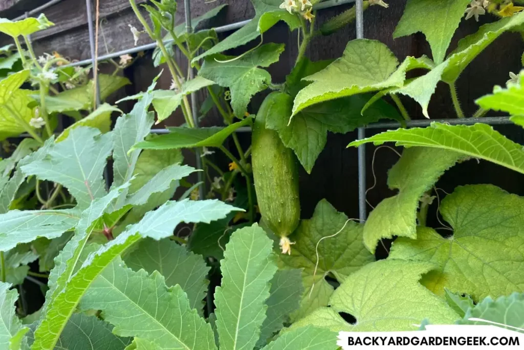 Cucumber Plants Growing Along A Fence Line 1024x683.webp