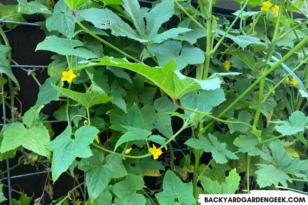 Cucumber Plants Growing Among Okra Plants 1024x683.webp