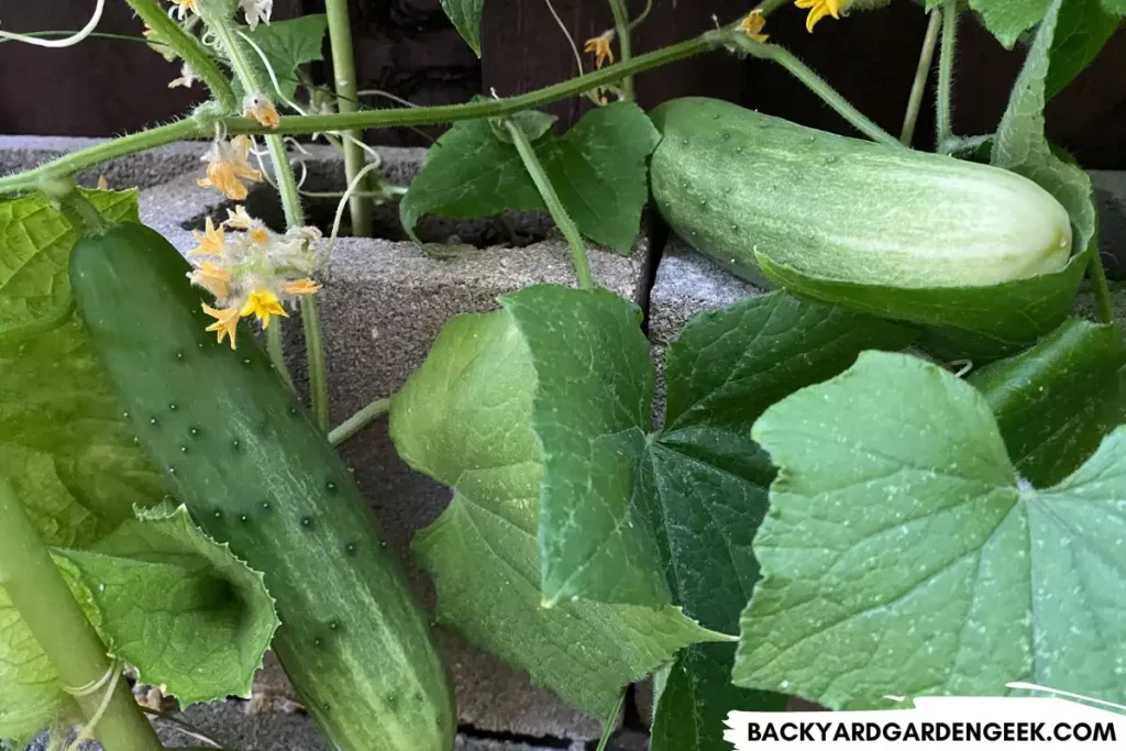 Cucumber Plants Growing in Concrete Block Holes