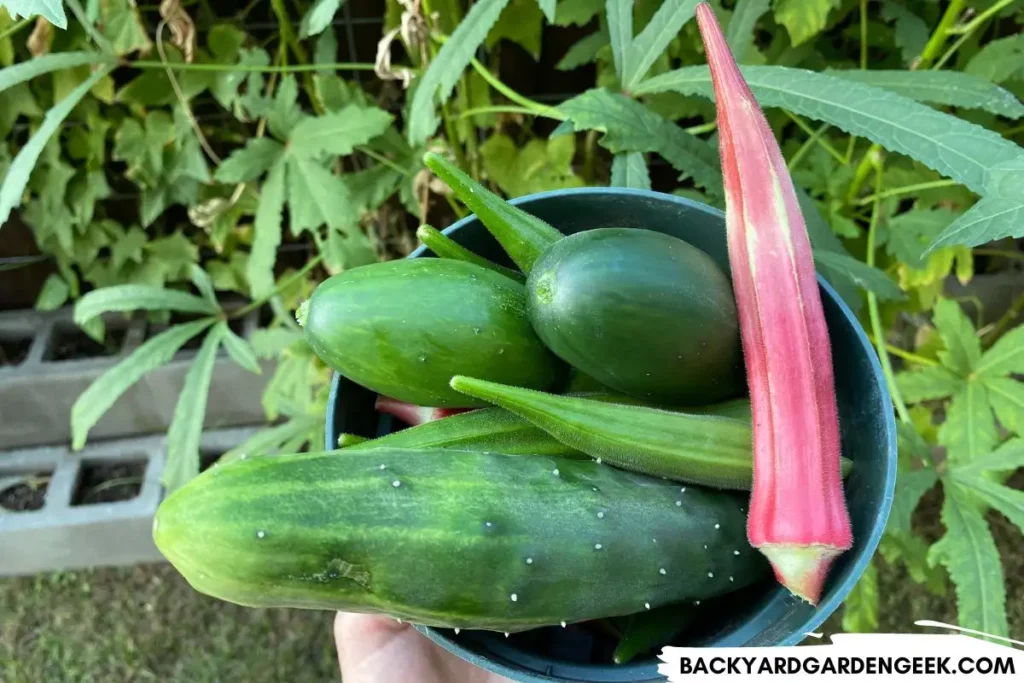 Harvest of Cucumbers and Okra