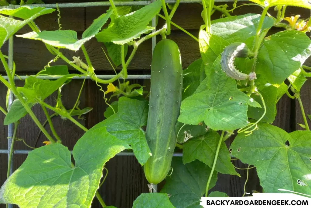 Healthy Cucumber Plant