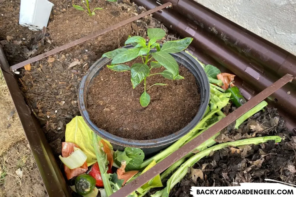 Pepper Plants with Mulch and Kitchen Scraps in Raised Bed