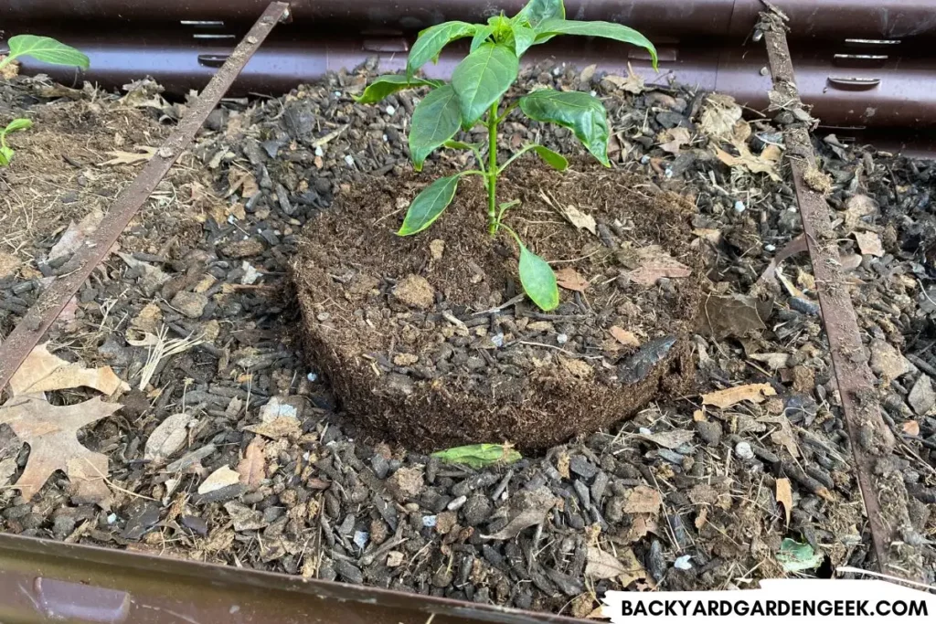 Pepper Plant and Wood Chips in Raised Garden Bed