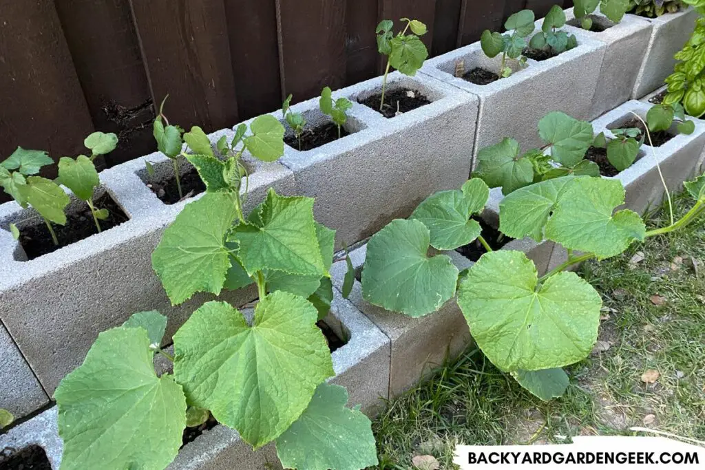 Raised Garden Bed Filled With Plants