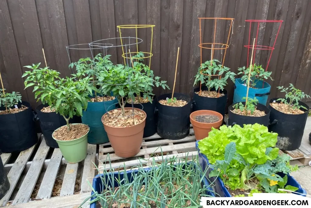Plants Growing in Containers and Grow Bags