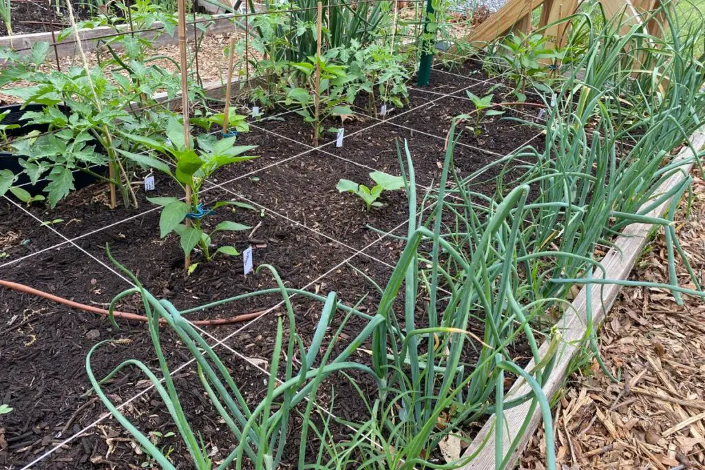 Raised Garden Bed Filled With Plants