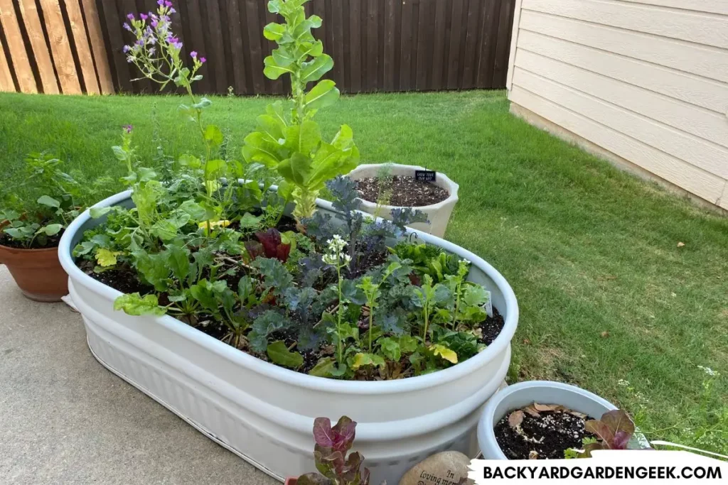 Raised Garden Bed Surrounded by Containers