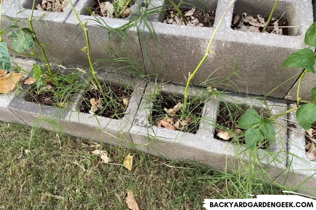 Weeds Growing Through Concrete Block Holes