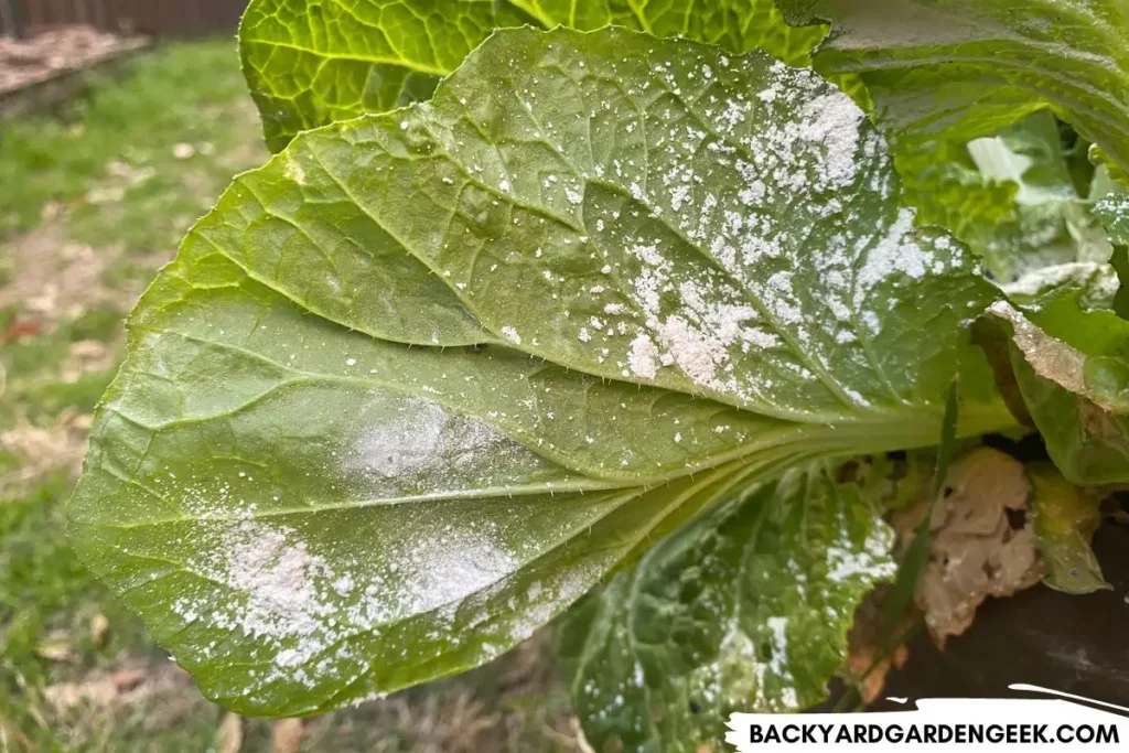 Diatomaceous Earth on Mustard Plant