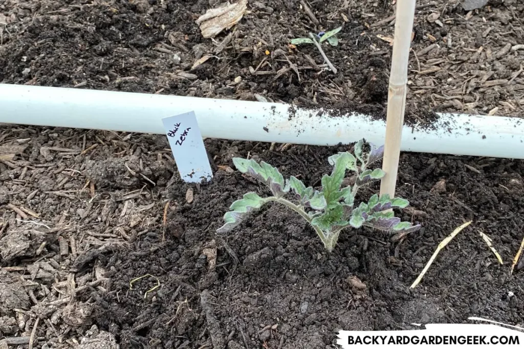 Compost Mounded Around Tomato Plant