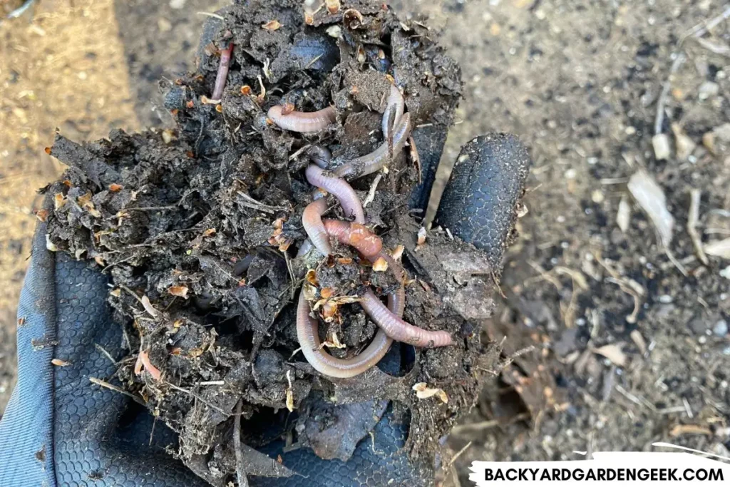 Earthworms in Healthy, Compost Amended Soil