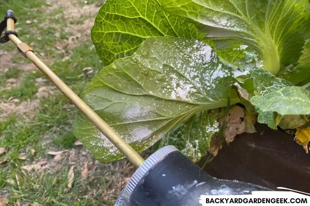 Appllying Diatomaceous Earth on a Mustard Plant