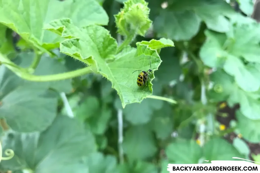 Cucumber Beetles on Cucumber Plant