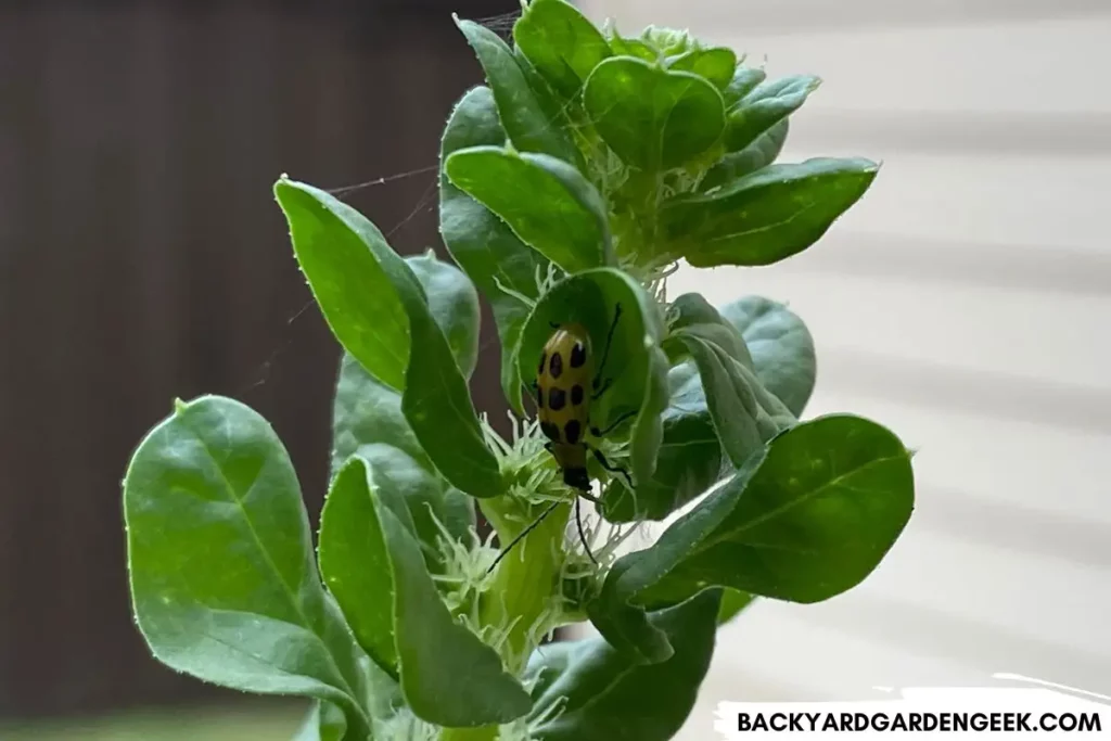 Cucumber Beetles on Spinach Plant