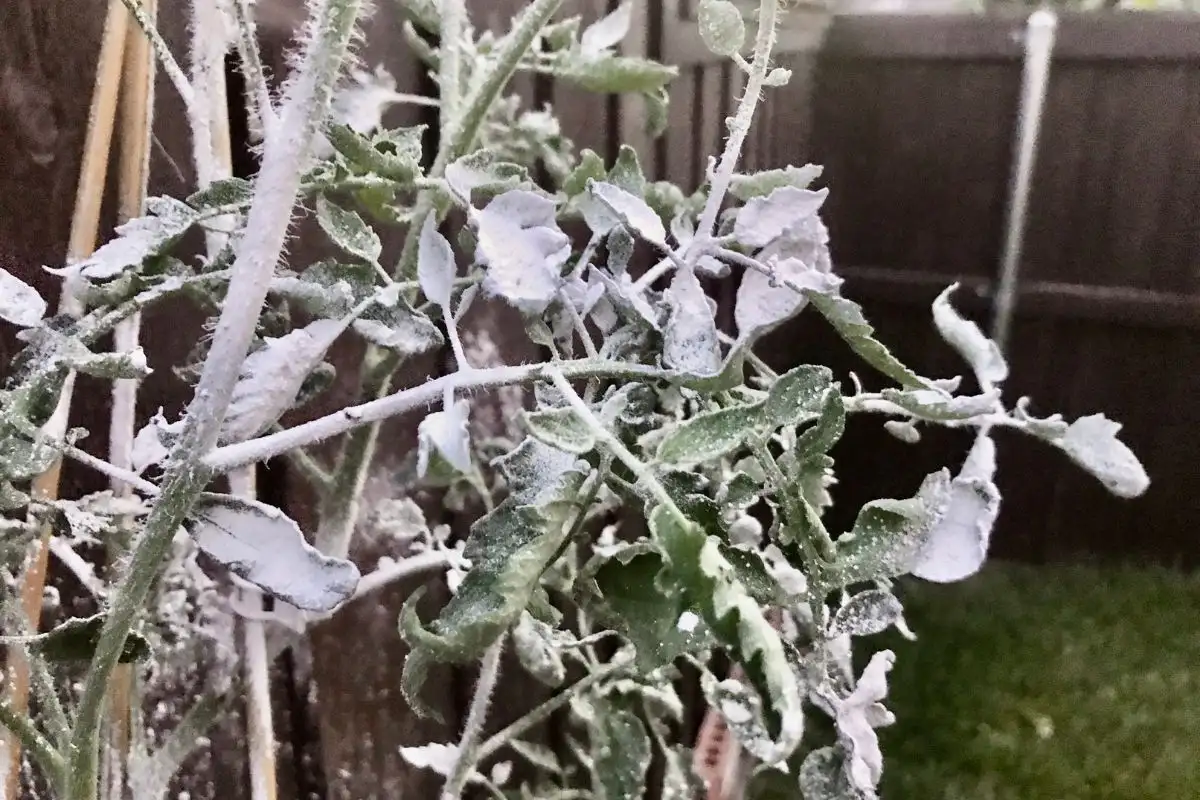 Diatomaceous Earth Covering Tomato Plant