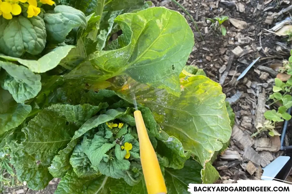 Diatomaceous Earth on Aphid Infested Mustard Plant