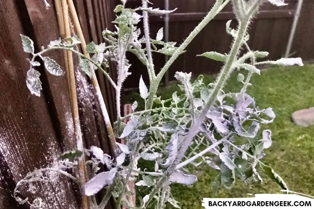 Diatomaceous Earth on Infested Tomato Plant