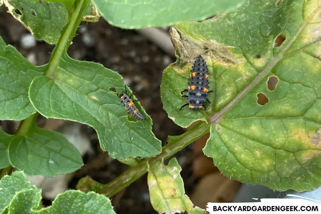 Ladybug Larvae in the Garden