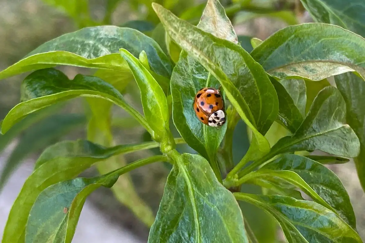 Ladybug on a Pepper Plant