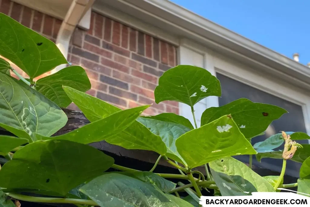 Ladybugs Hiding Under Bean Leaves