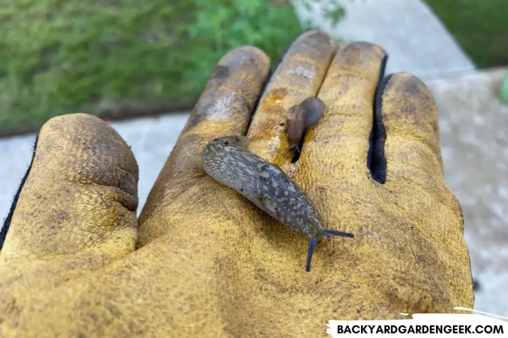 Slugs Crawling on a Glove