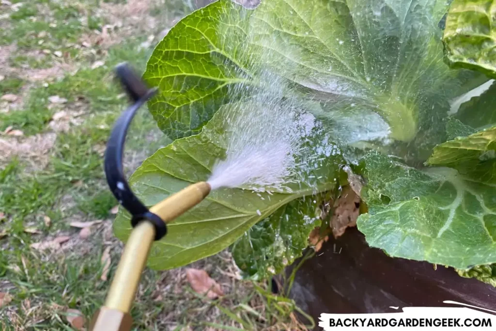Spraying Diatomaceous Earth on Mustard Plant 