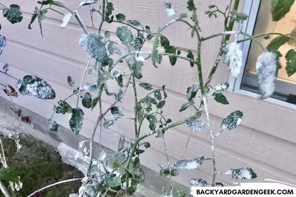 Tomato Plant Covered in Diatomaceous Earth