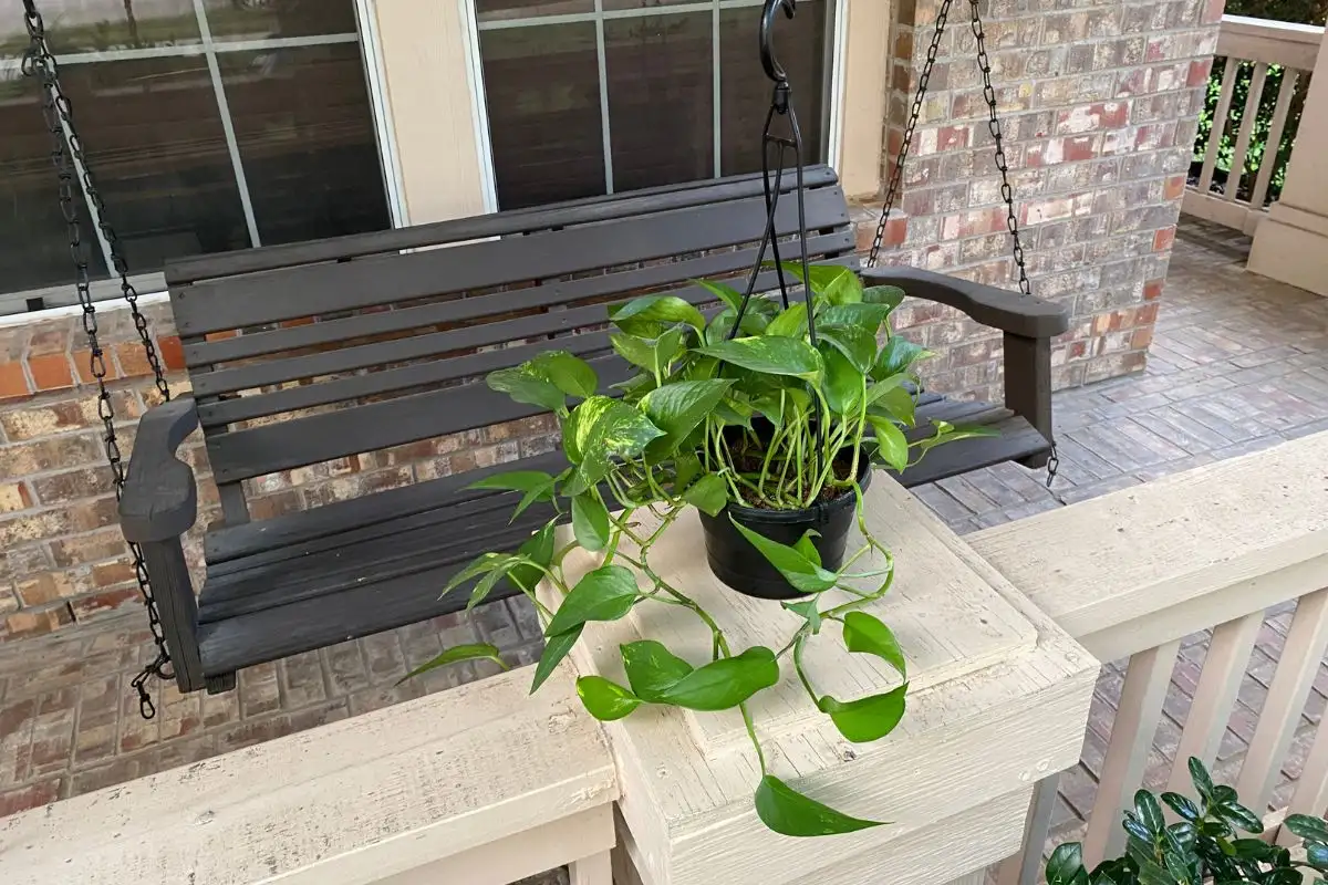 Pothos Plant Outside in Semi Shaded Area