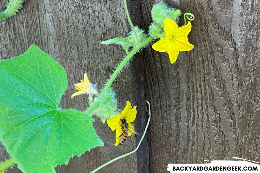 Bee on a Cucumber Plant Flower