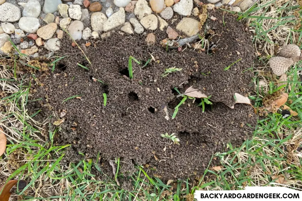 Ant Mound Near Backyard Garden