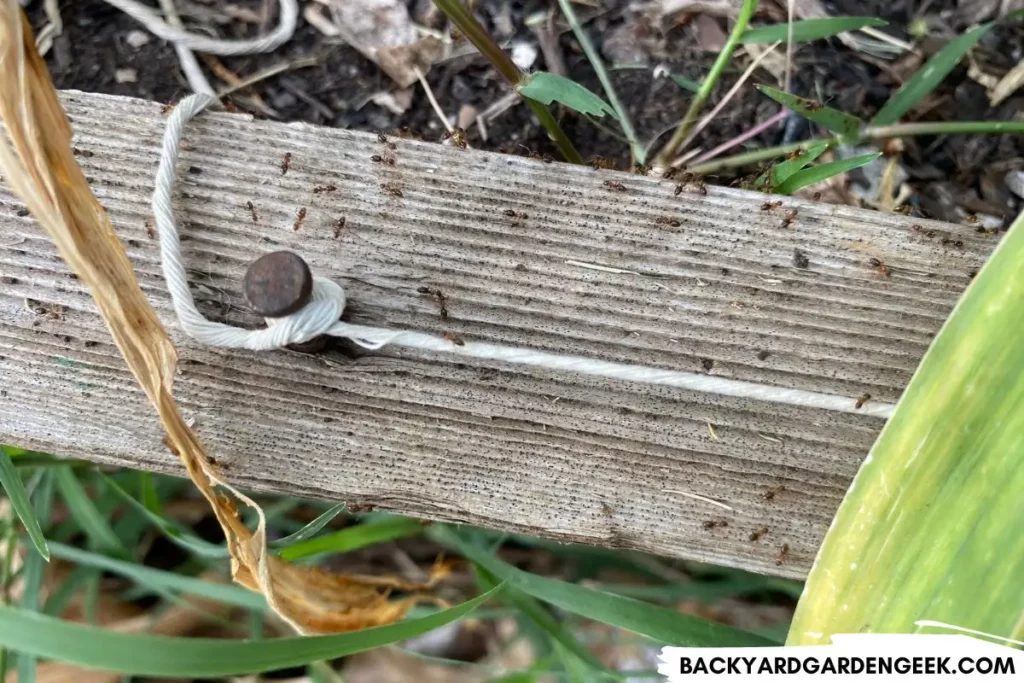 Ants Crawling Around Raised Garden Bed