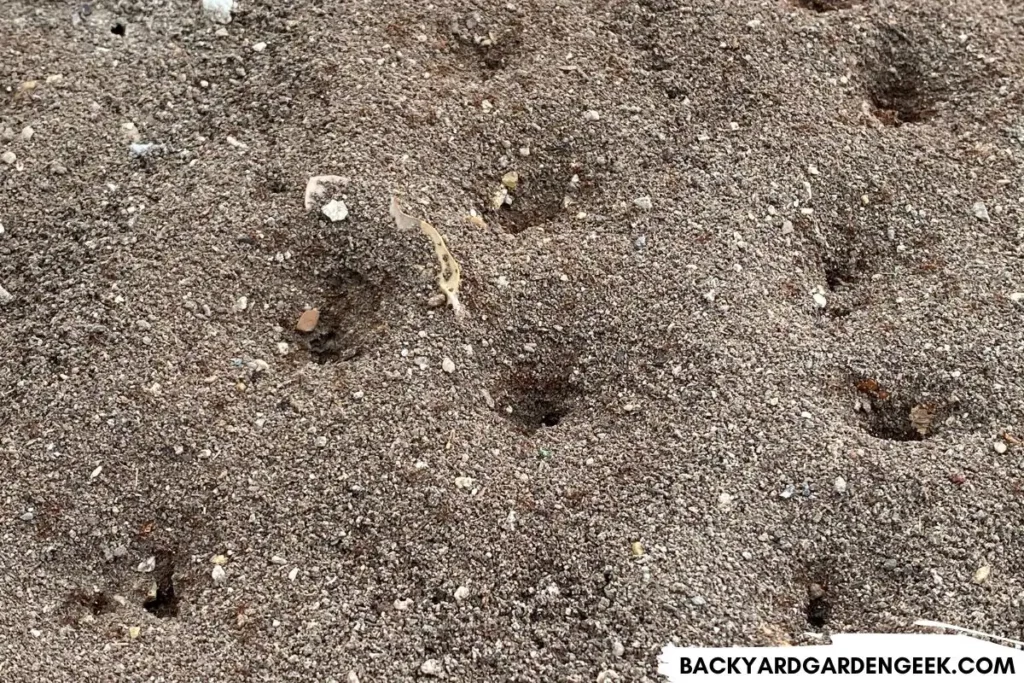 Ants Crawling Around an Ant Mound