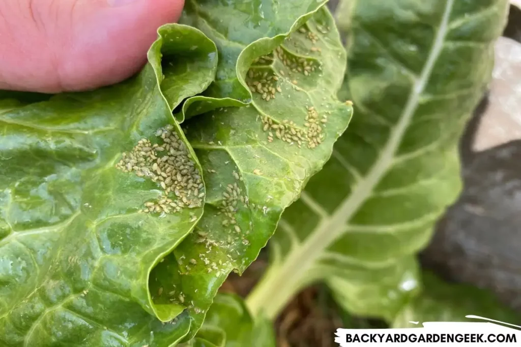 Aphids Infestation on Swiss Chard Leaves