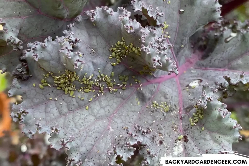 Aphids on Kale