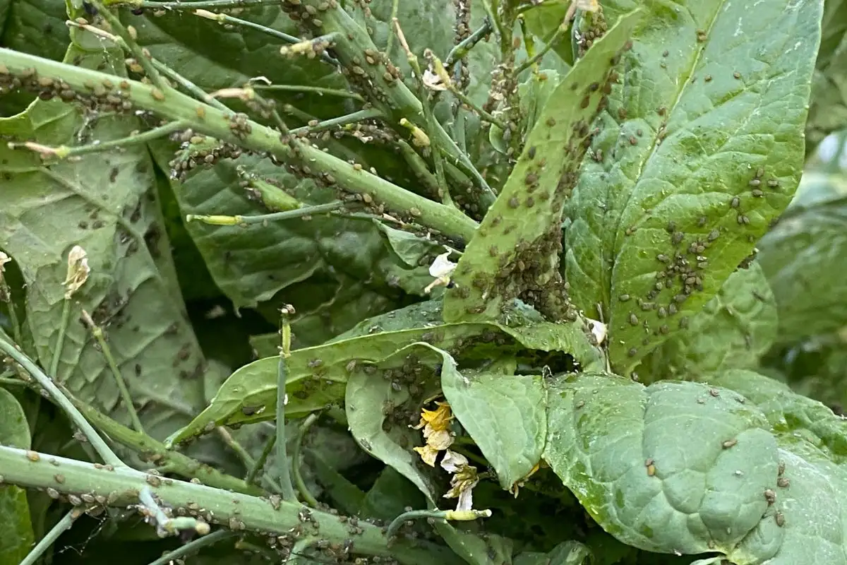 Aphids on Mustard Plant