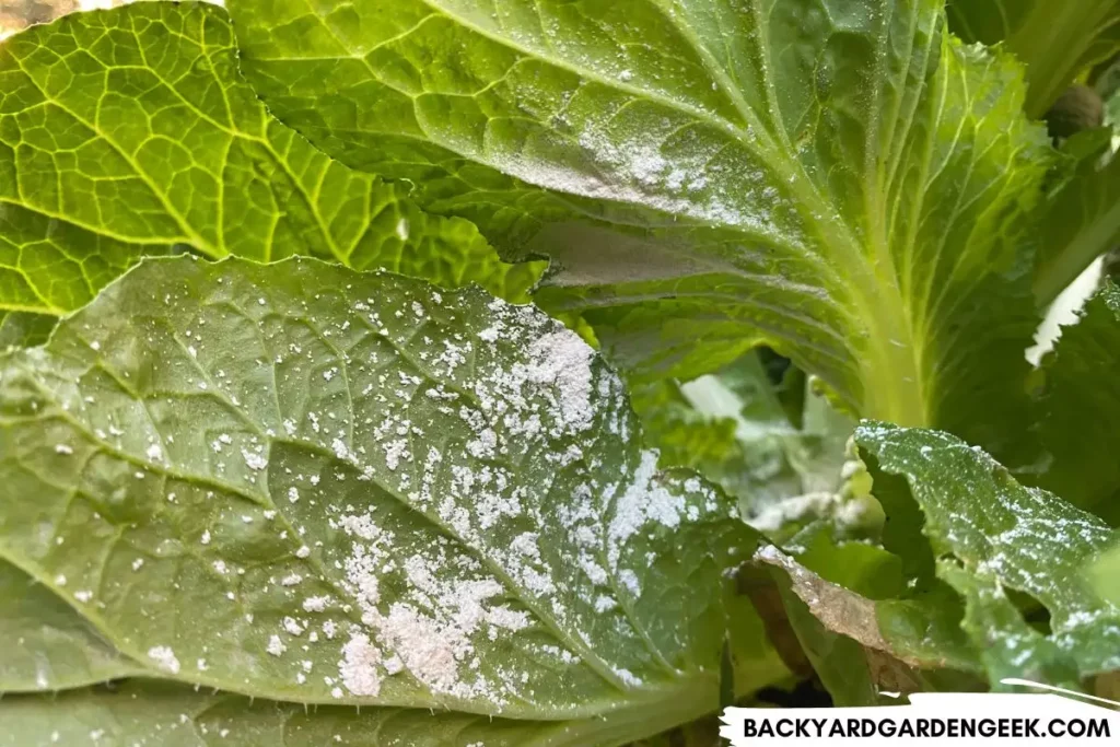 Applying Diatomaceous Earth to a Mustard Plant