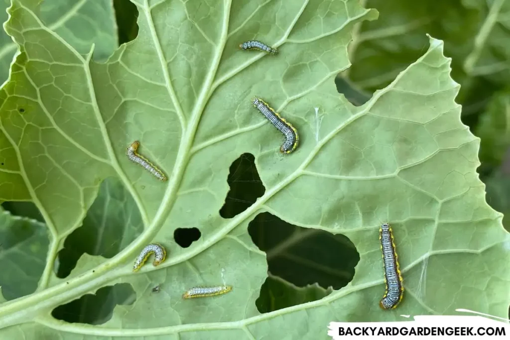 Armyworms on Collard Plants