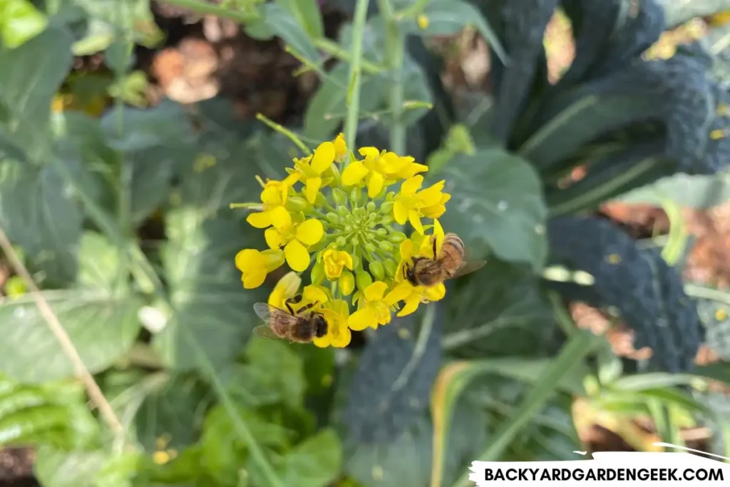 Bees Looking for Pollen in Mustard Flowers