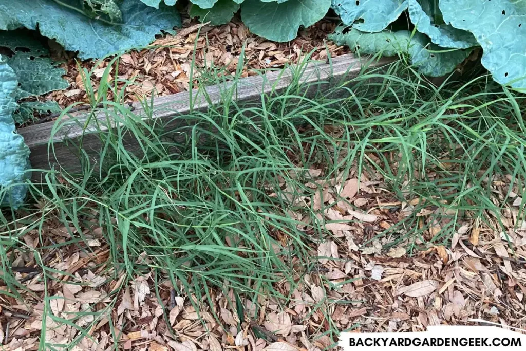 Bermuda Grass Next to Raised Garden Bed