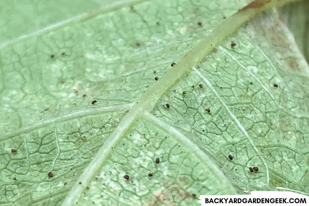 Close Up of Spider Mites on Bean Plant Leaf