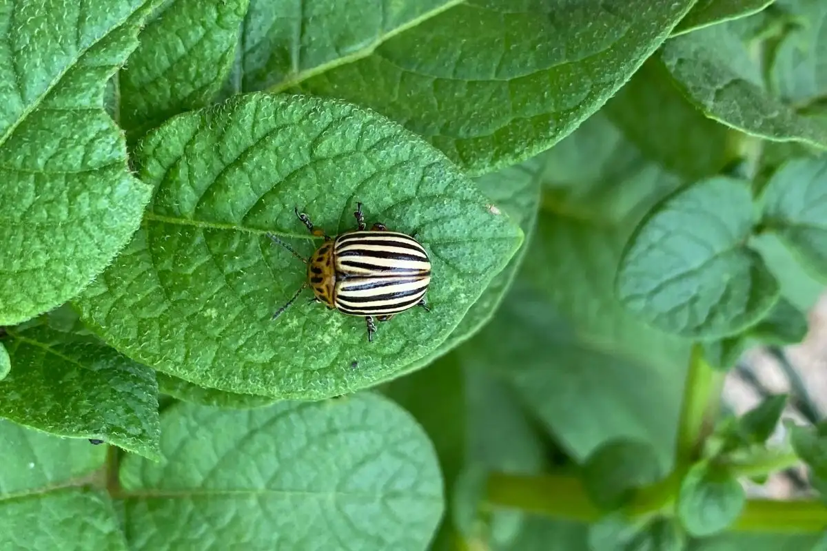 Colorado Potato Beetle on Potato Plants