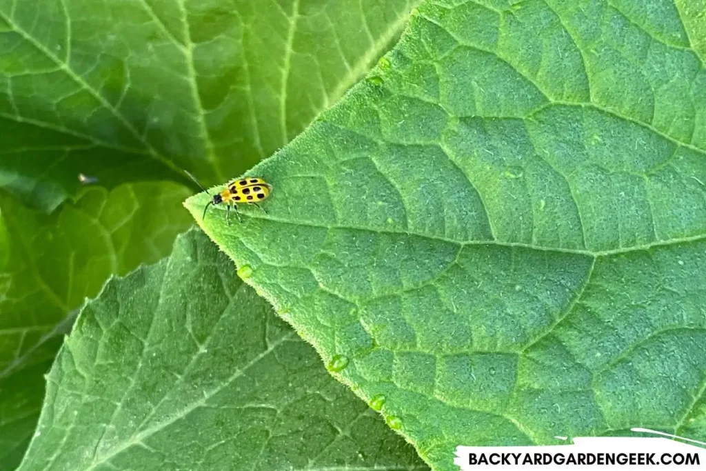 Cucumber Beetle in the Garden