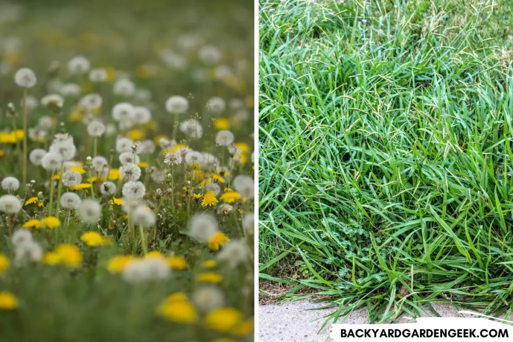 Dandelions and Crabgrass