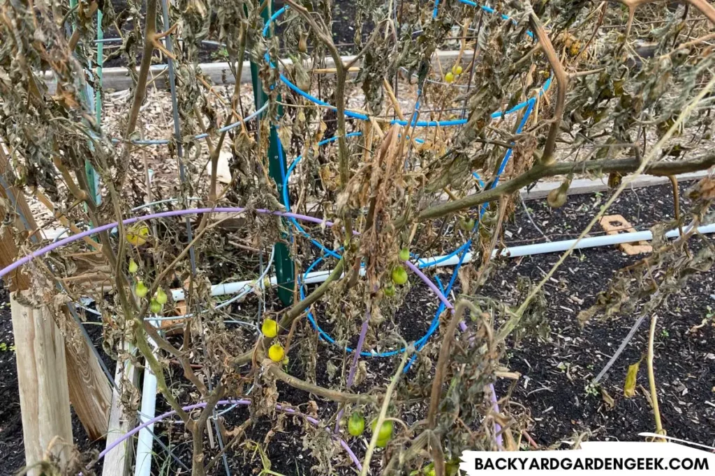 Dead Cherry Tomato Plants