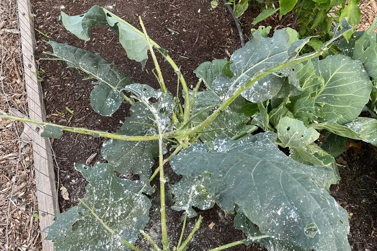 Diatomaceous Earth on Plant Eaten by Caterpillars