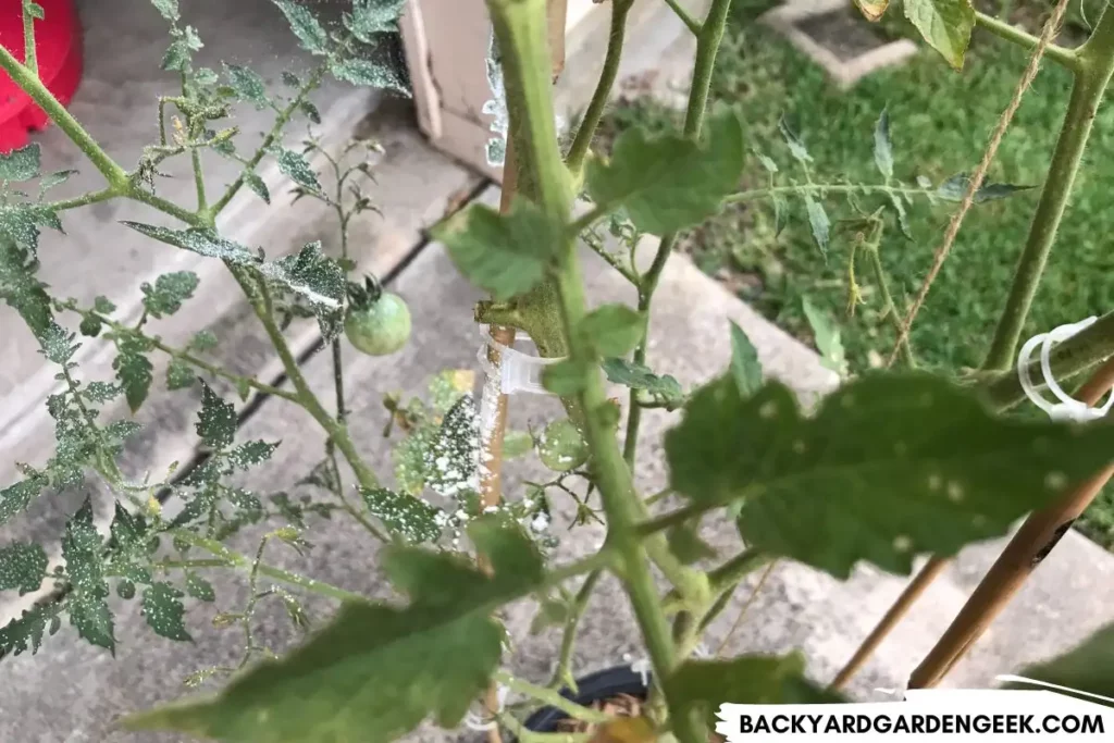 Diatomaceous Earth on Tomato Plants