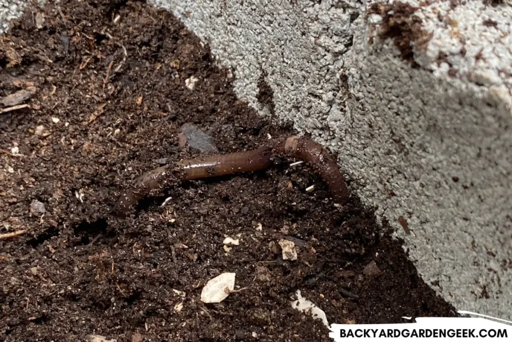 Earthworm in a Concrete Block Raised Garden Bed